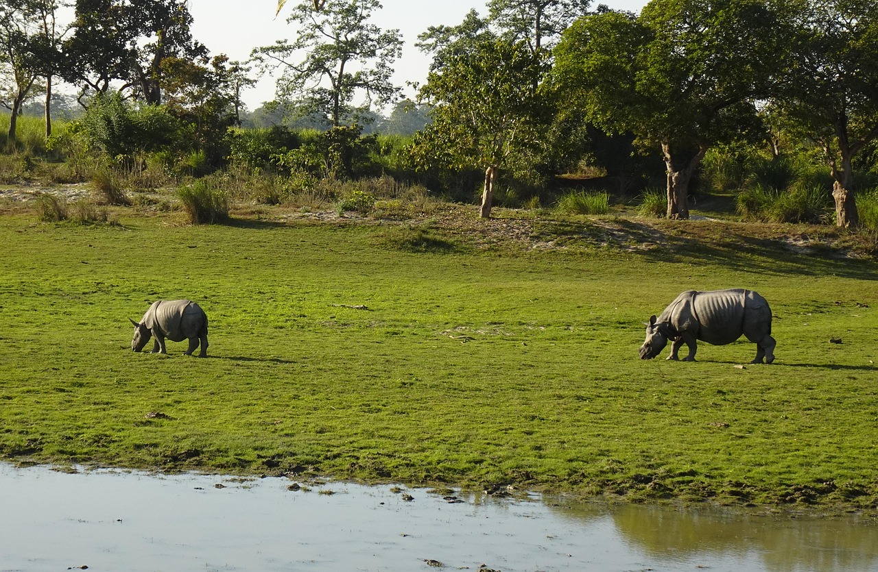 Kaziranga Tour and Travel Guide
